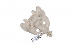 Model ludzkiej kości krzyżowej i kości guzicznej - 3B Smart Anatomy - 1000139 [A70/6]